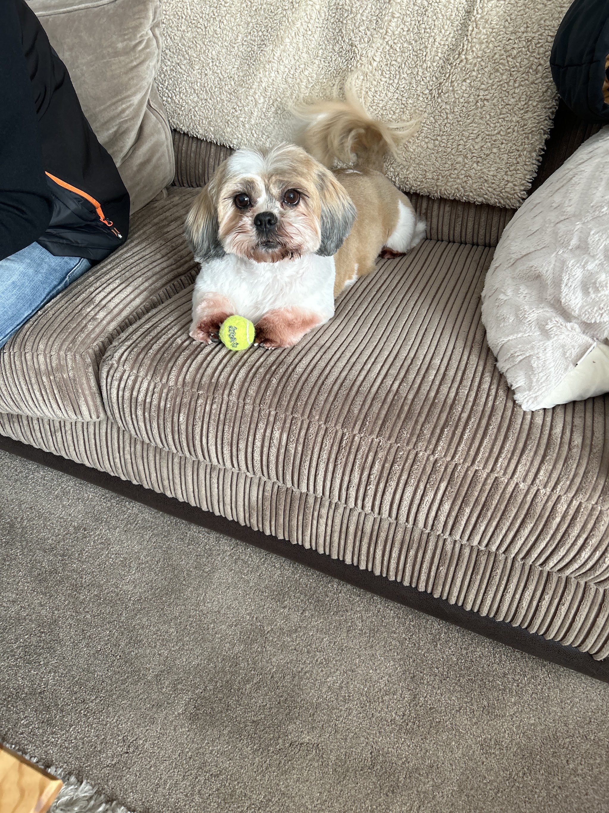 Mitzi the Shih-Tzu relaxing at home on the sofa after her first groom