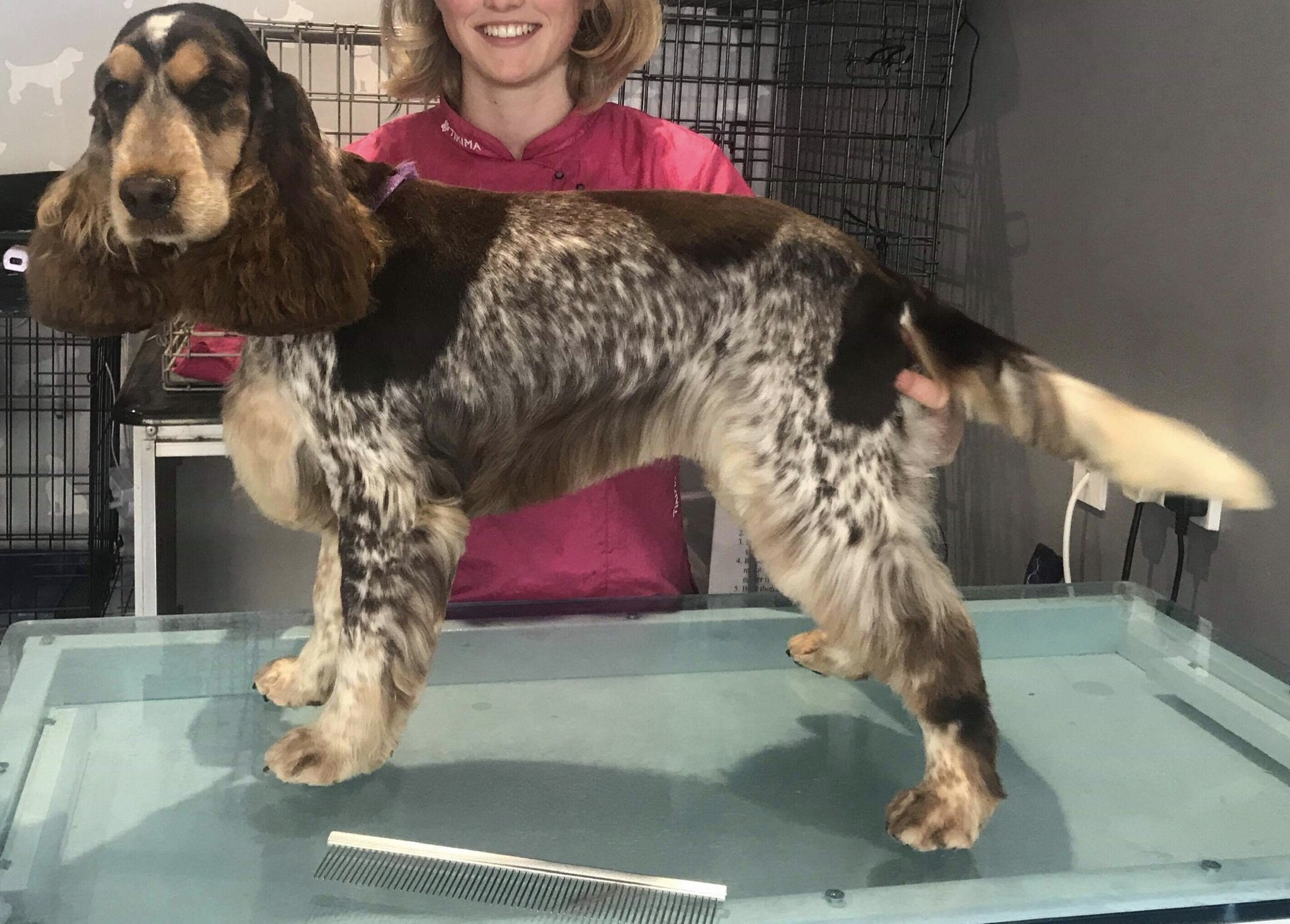 Merle cocker spaniel standing on the grooming table at the salon