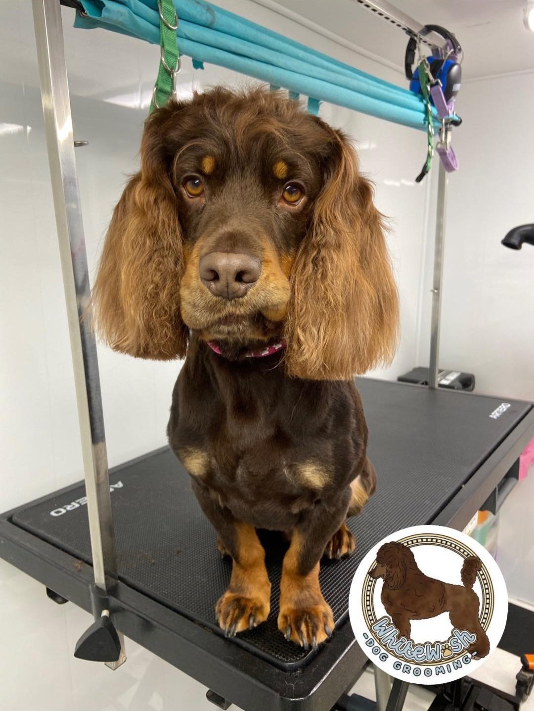 Chocolate cocker spaniel with long feathered ears