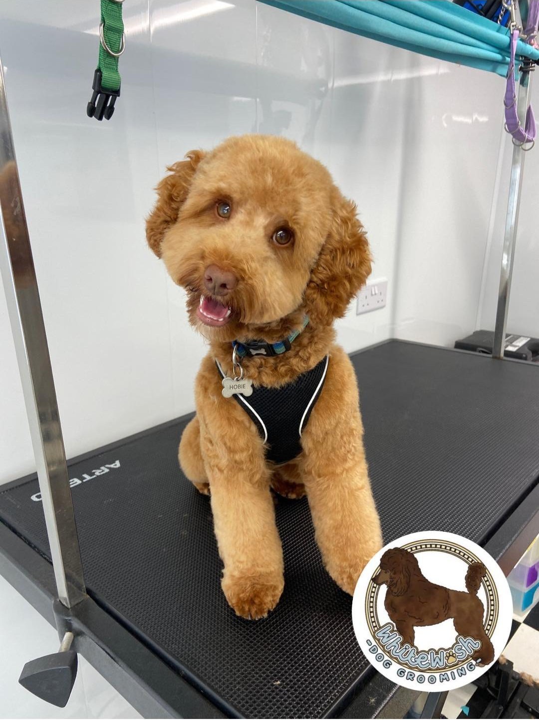 Apricot cockapoo with a rounded teddy face