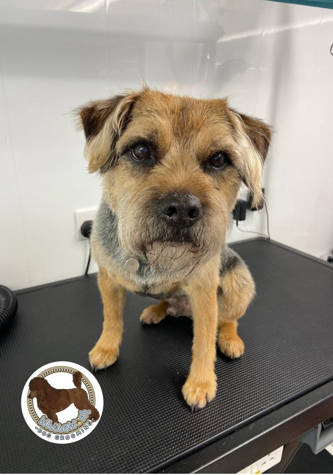 Border terrier after a tidy hand finish