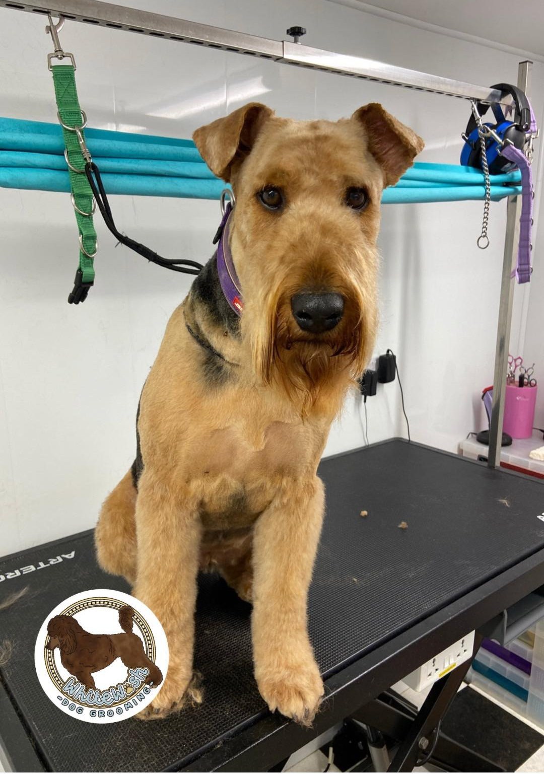 Airedale-type terrier standing smart on the table