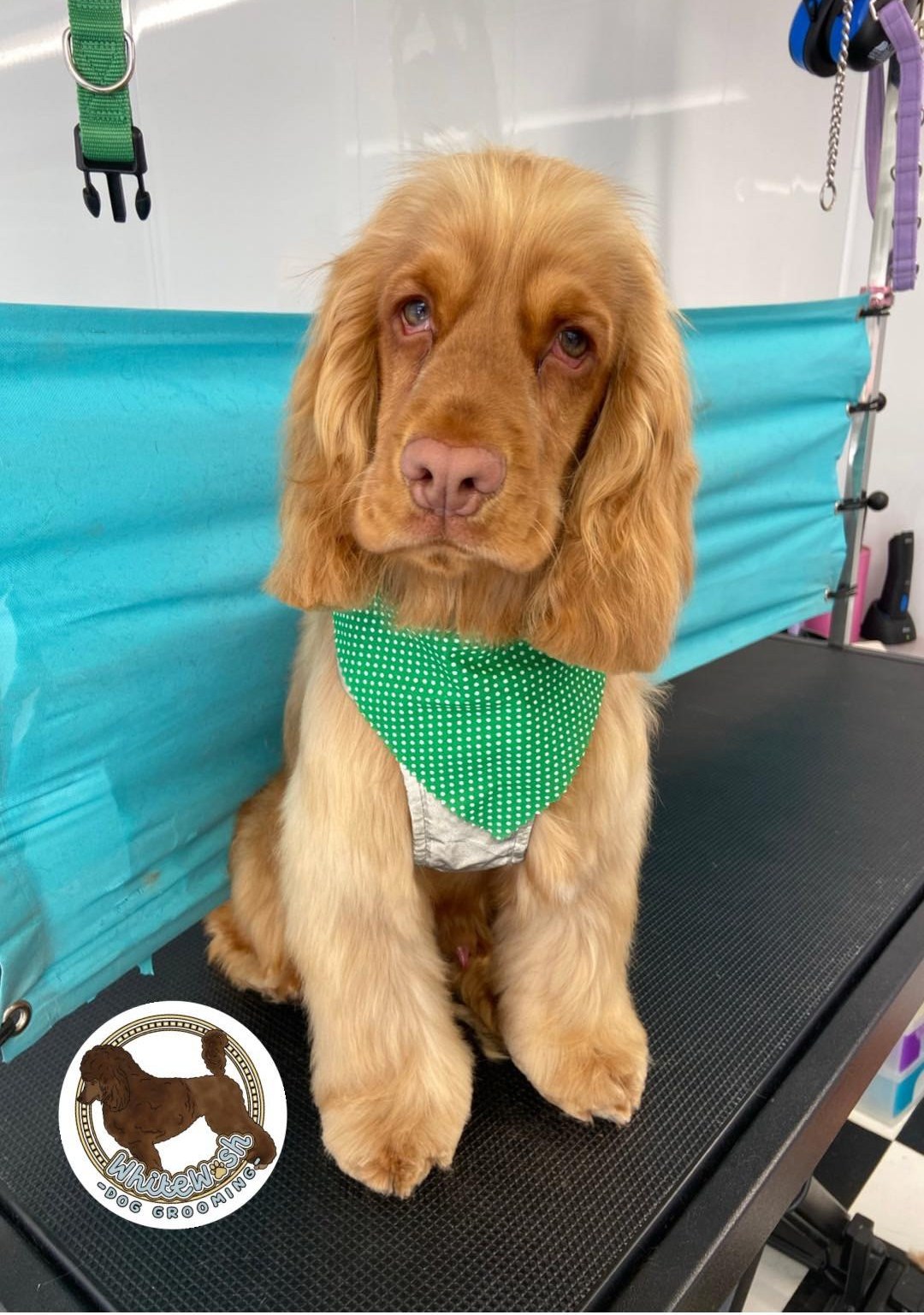 Golden cocker spaniel puppy in a green bandana after a groom