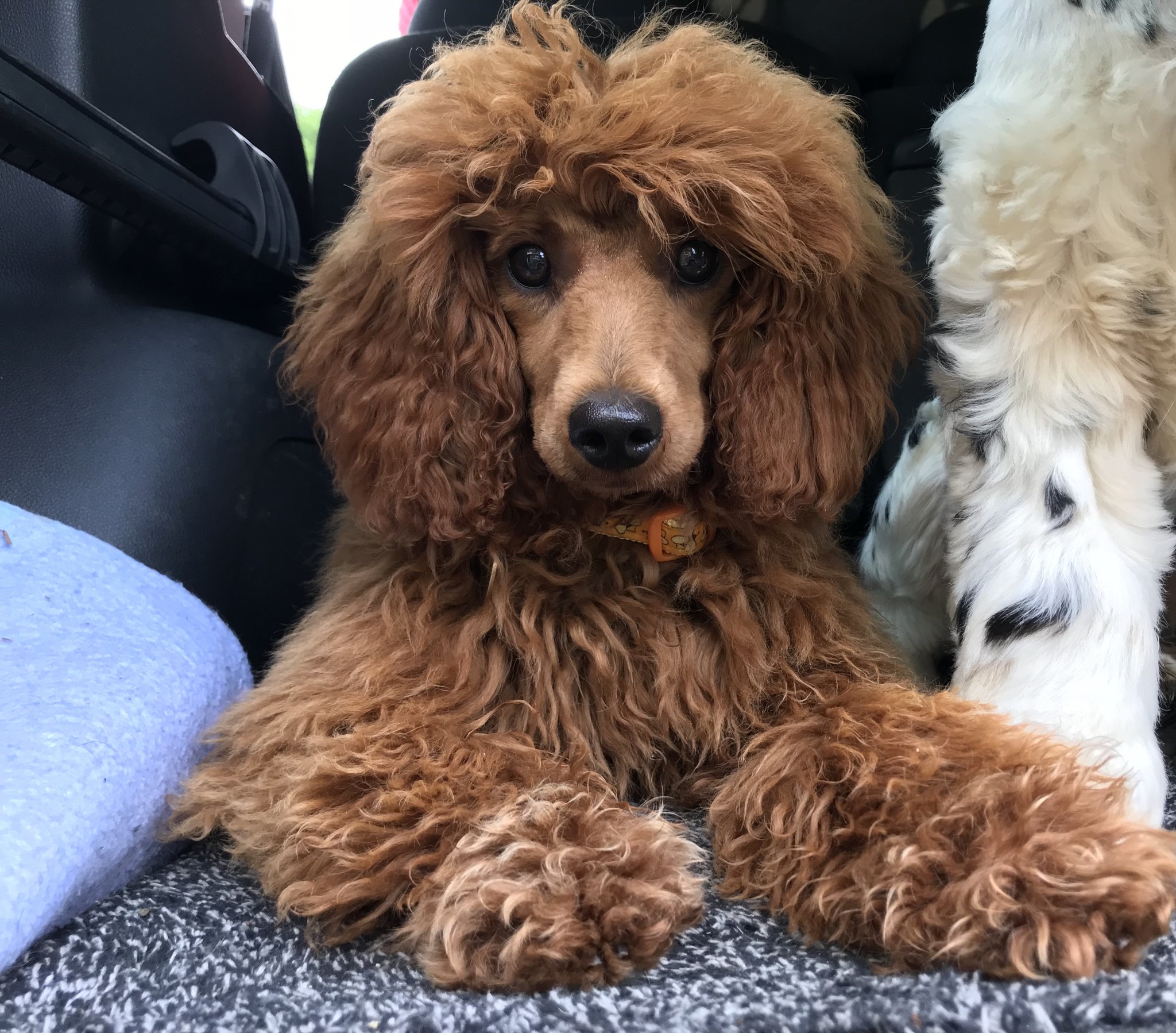 Curly chocolate poodle lying down in the car