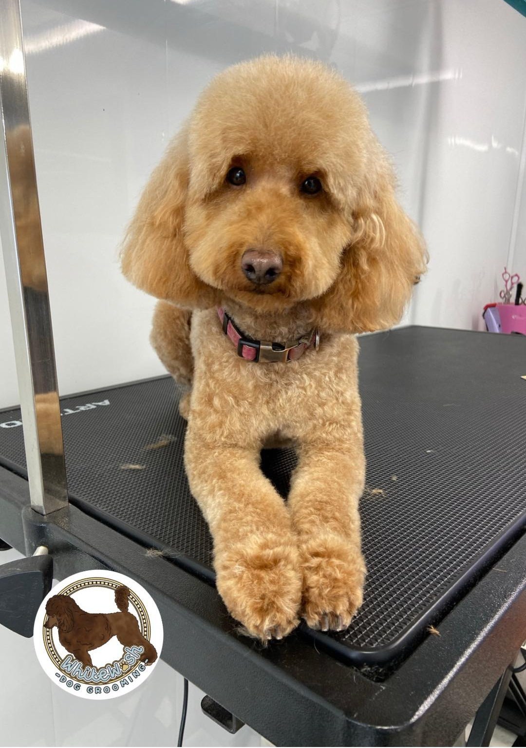 Apricot poodle lying down with a fresh teddy cut