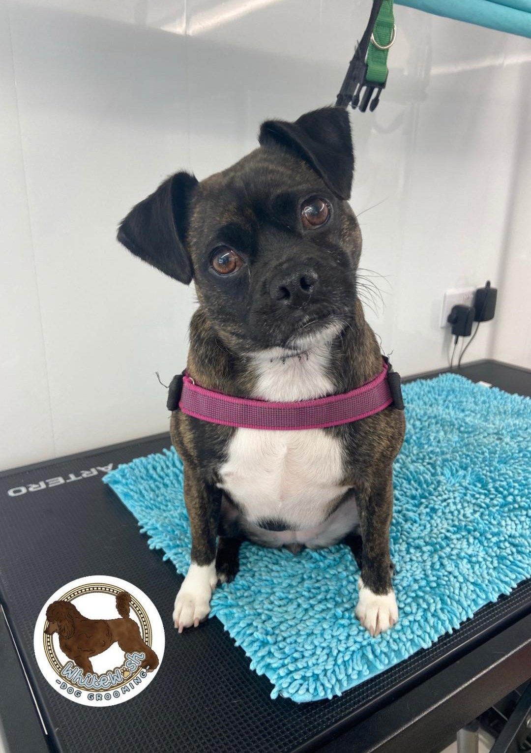 Black and white bulldog cross on a turquoise mat