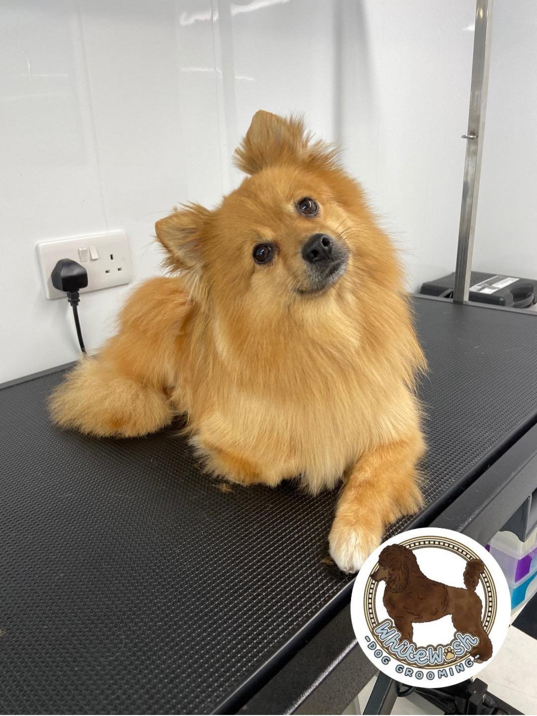 Fluffy Pomeranian lying on the grooming table after a groom