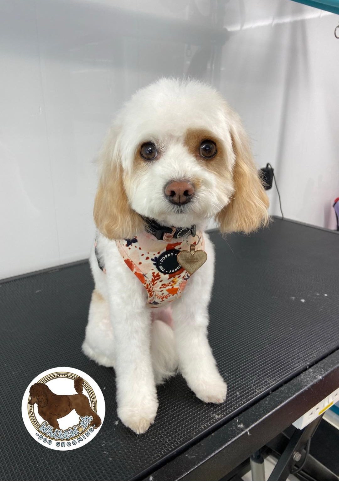White fluffy dog wearing a patterned bandana