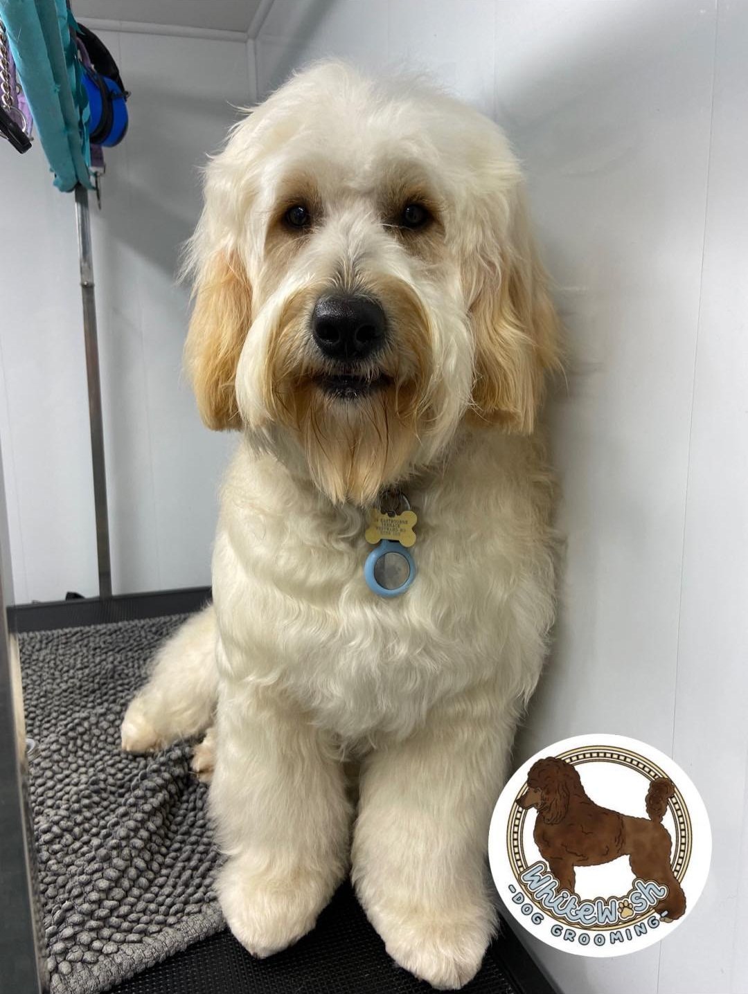 Cream cockapoo waiting patiently after a groom