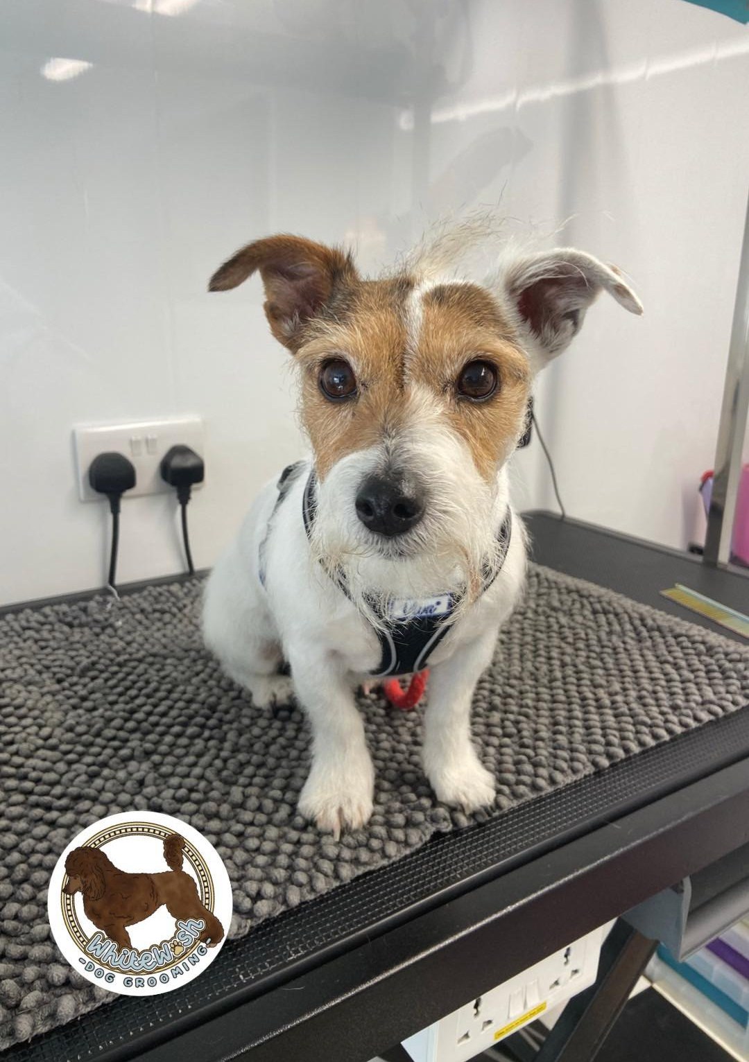 Jack Russell terrier sitting on the grooming table