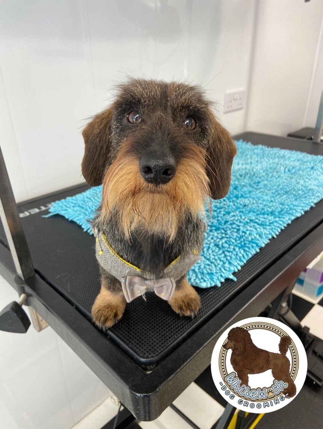 Wire-haired dachshund with a neat beard on a turquoise mat