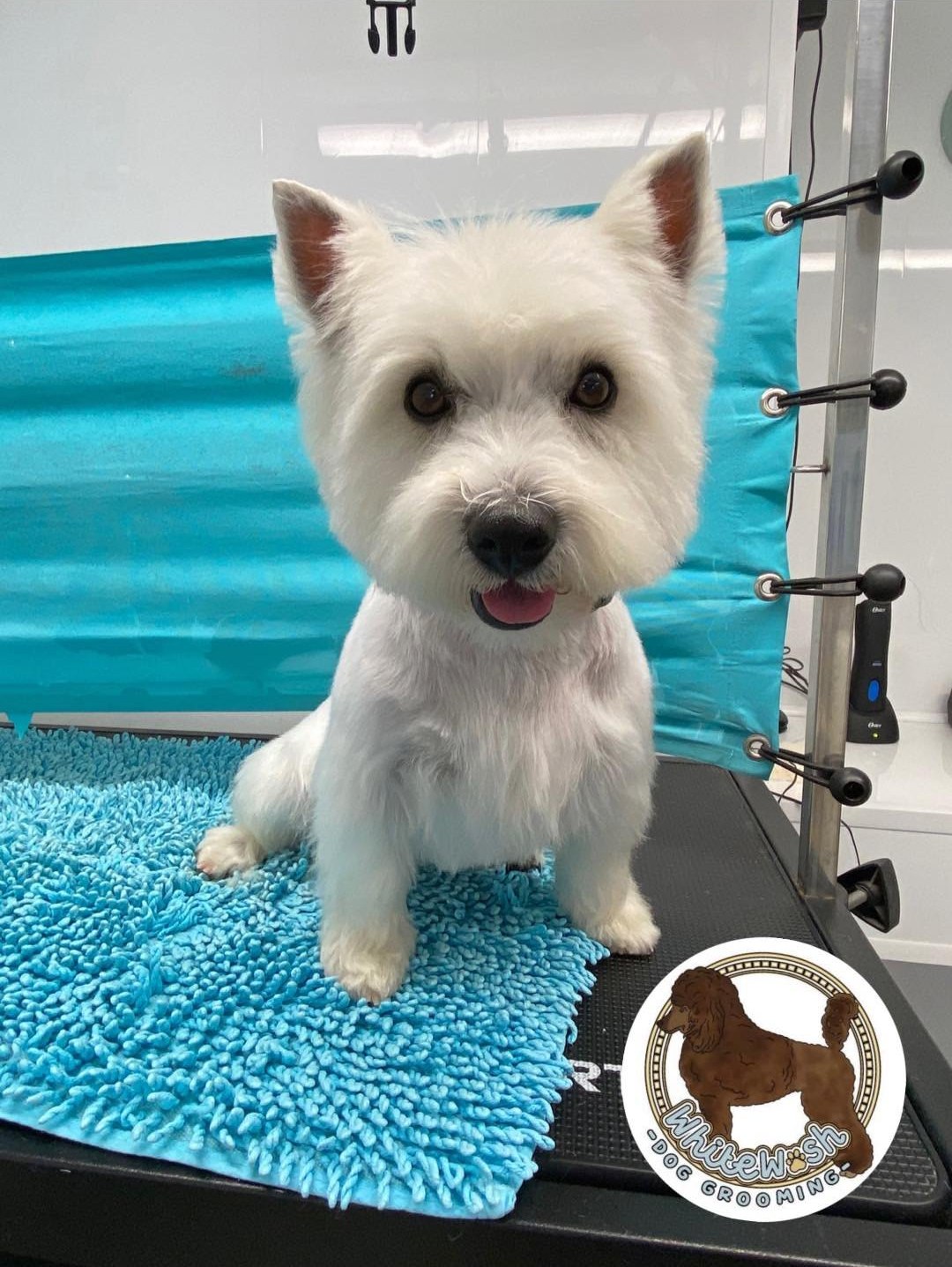 West Highland terrier freshly groomed and smiling