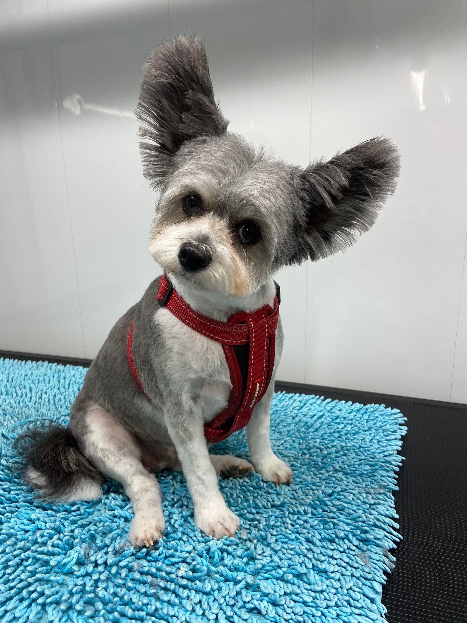 Grey and white small dog with tidy ears in a red harness
