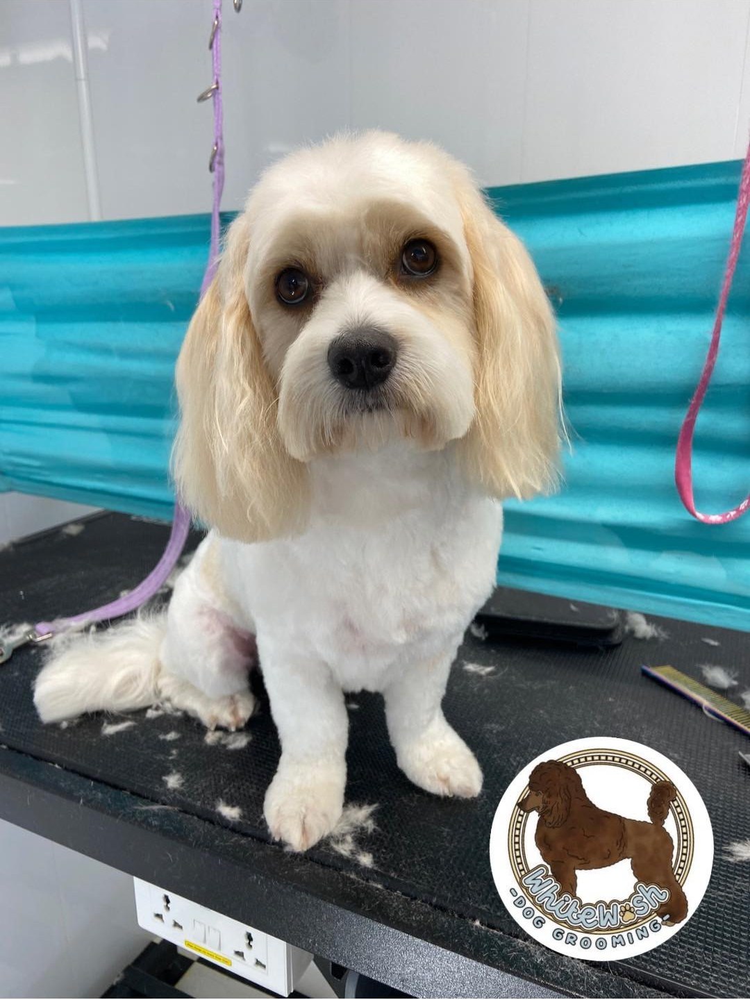 Cream cavapoo with soft ears sitting on the grooming table